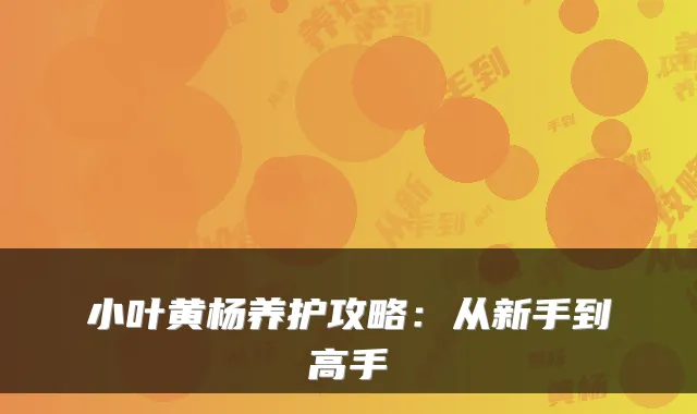 小叶黄杨养护攻略：从新手到高手