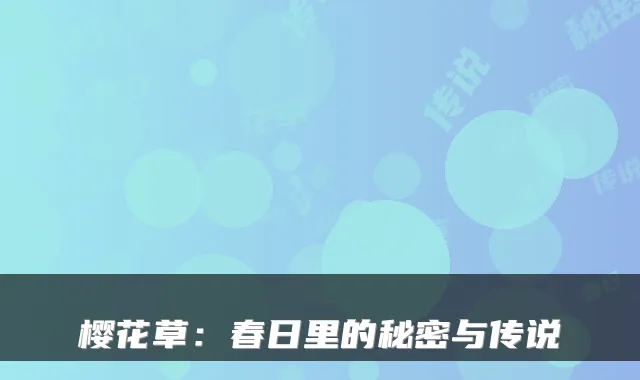 樱花草:春日里的秘密与传说