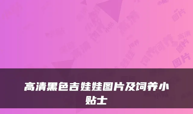 高清黑色吉娃娃图片及饲养小贴士