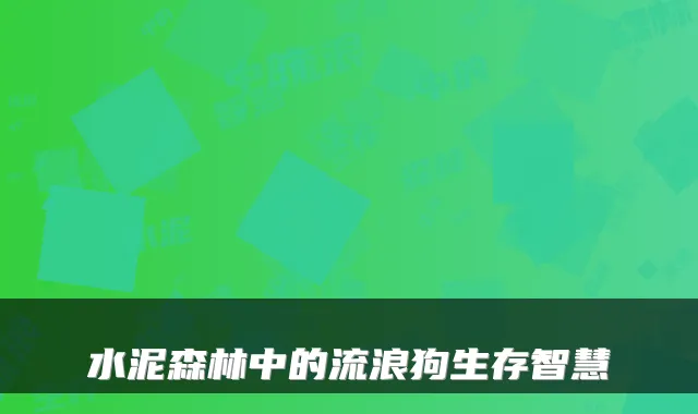 水泥森林中的流浪狗生存智慧