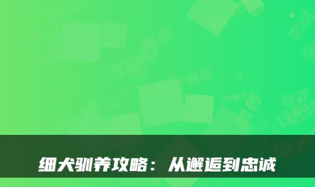 细犬驯养攻略：从邂逅到忠诚